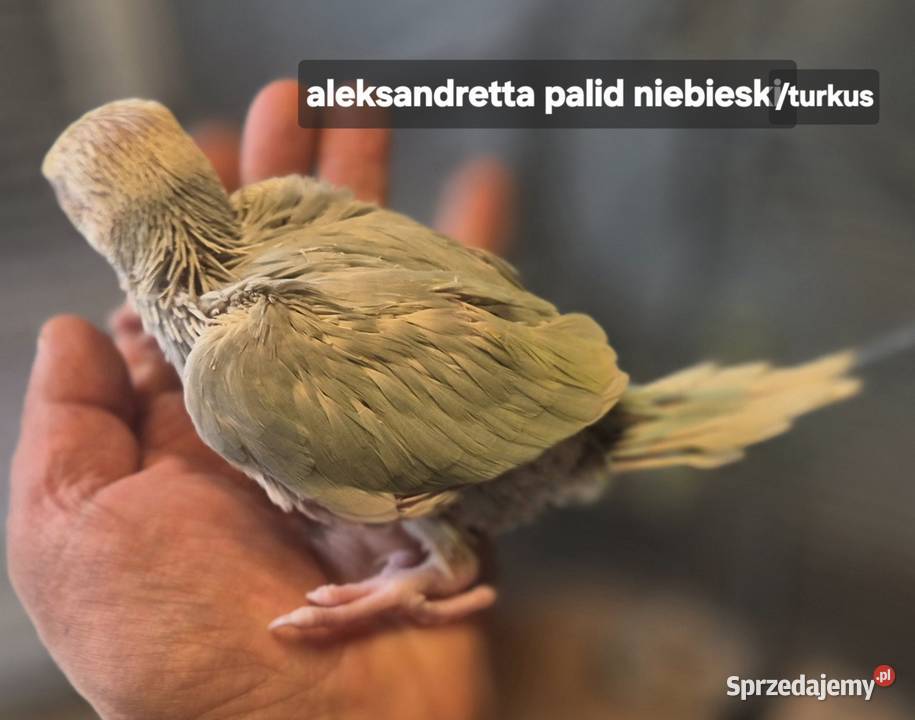 Ręcznie karmione nimfy aleksandretty obroźne Sulejów