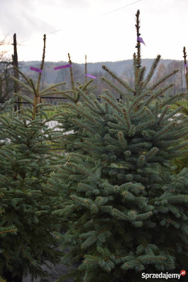 Żywe choinki świąteczne świerki srebrny serbski Łękawica