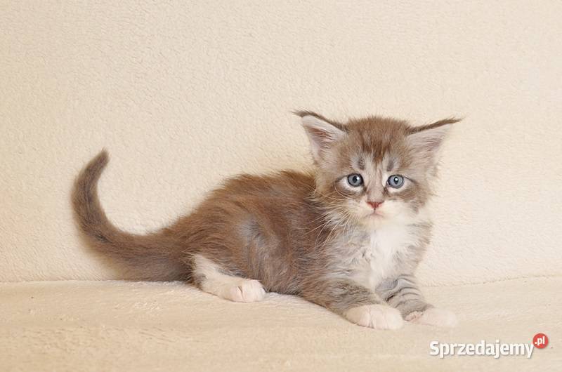 Przepiękny kocurek Maine Coon z Rodowodem PZFWCF Białystok sprzedam