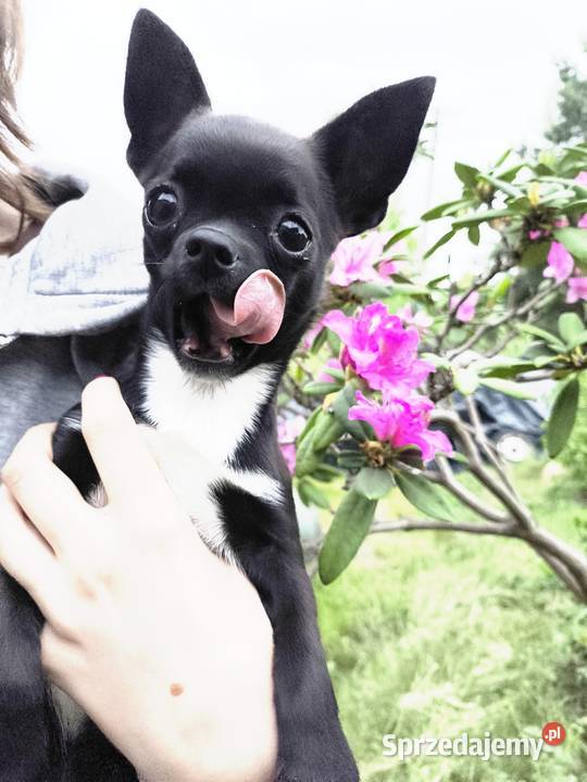Chihuahua Ch szczenięta rodowód FCI Wwy Zwierzęta