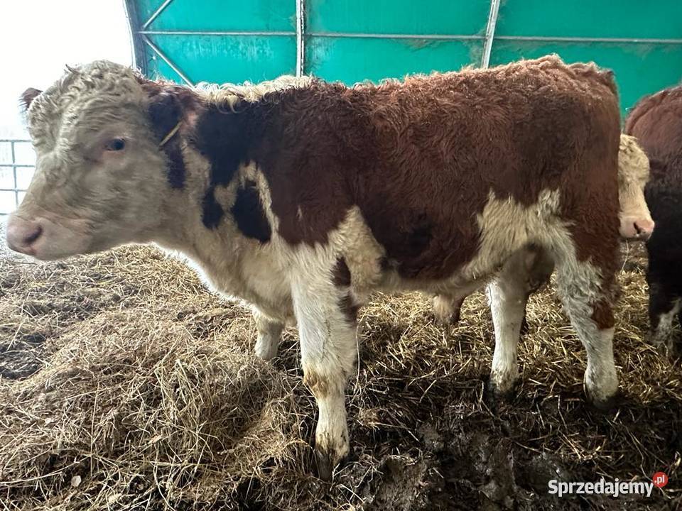 Byki Byczki 100 HEREFORD Oceniane PZHiPBM DNA śląskie Radzionków sprzedam