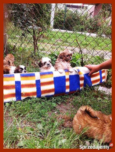 Pieski Shih Tzu maleństwa z rodowodem i chipem Gliwice