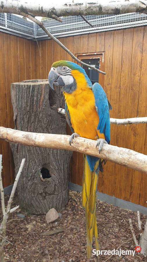 Ara Ararauna samica Wielichowo