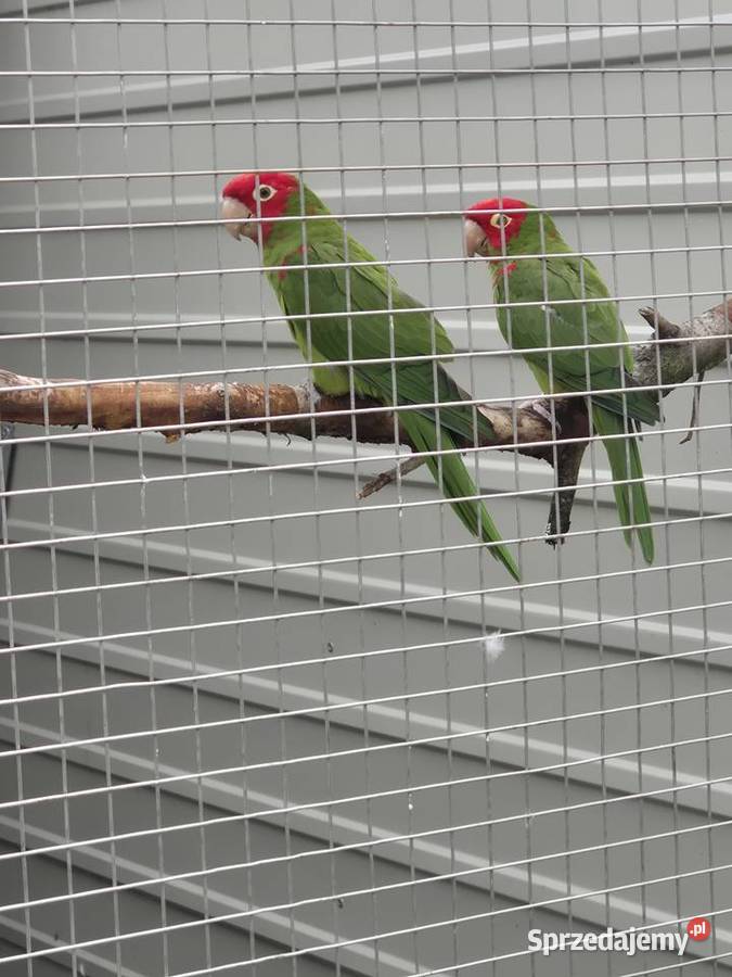 Konura krasnolica para lęgowa Rakoniewice