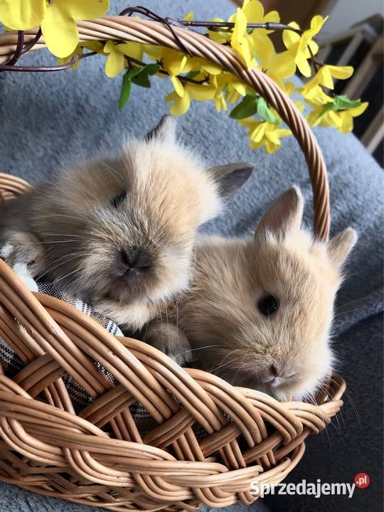 Króliki miniaturki teddy królik miniaturka Króliki Glinik Dolny