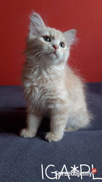 Śliczne Koteczki Syberyjskie IRESA i IGA Sochaczew