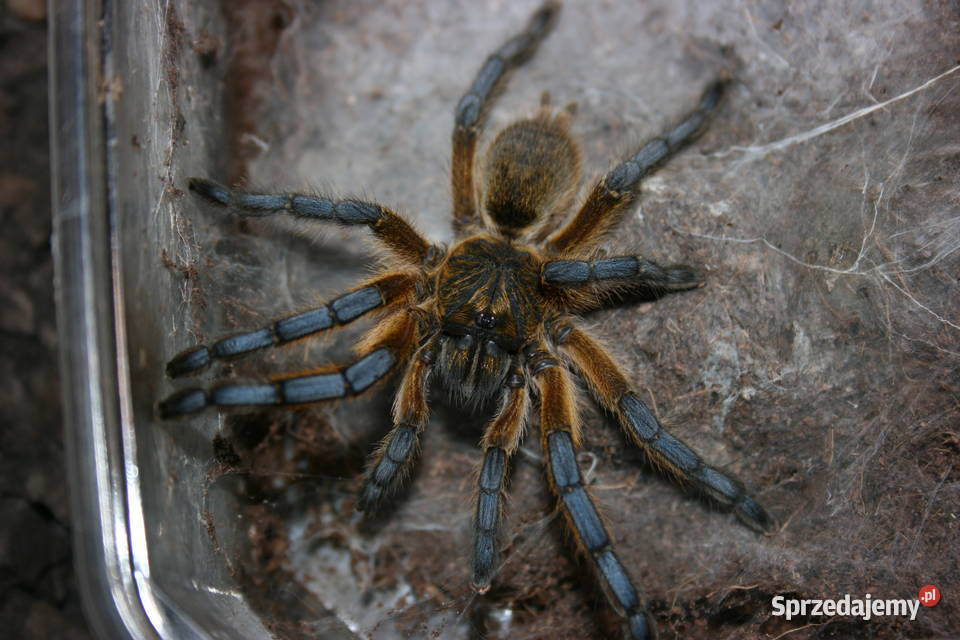 Ptasznik Harpactira pulchripes samica sub adult śląskie Sosnowiec