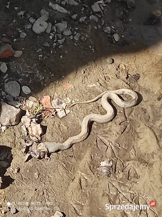 Osy Szerszeni usuwanie gniazd dolnośląskie Wrocław