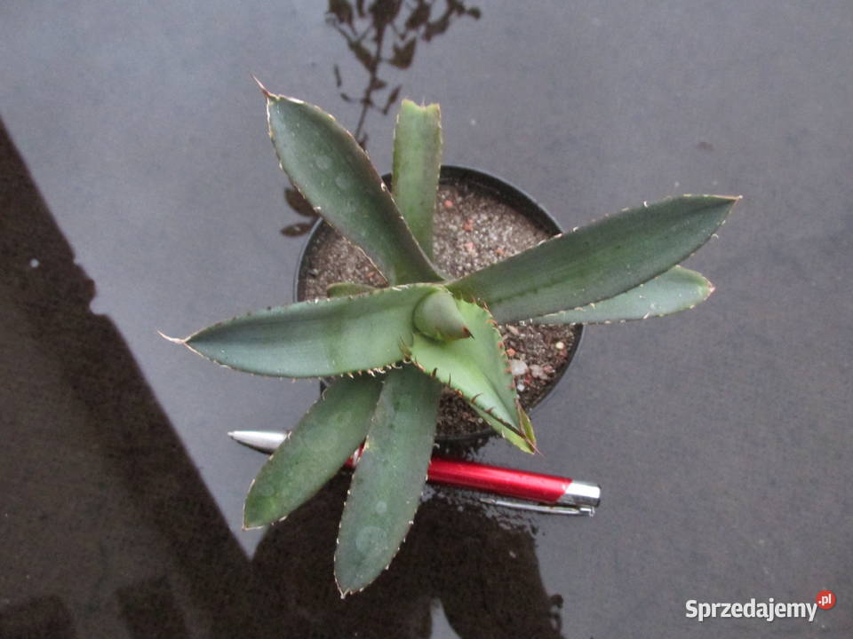 Agawa kolekcjonerska agave titanota klon 1