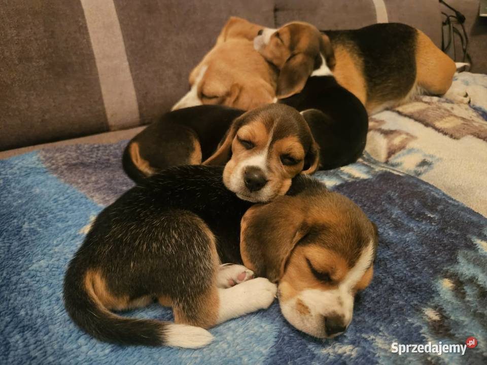Cudowne szczeniaczki Beagle FCI ZKwP championie Mińsk Mazowiecki