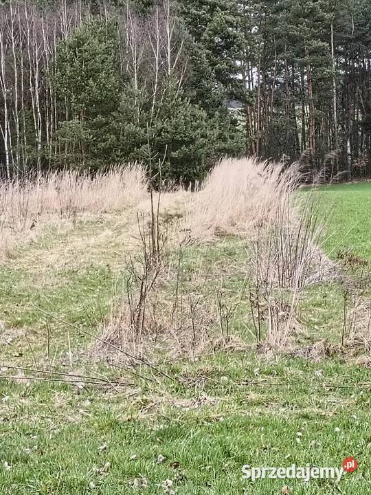 Działka rolno leśna 189Ha Słomniki
