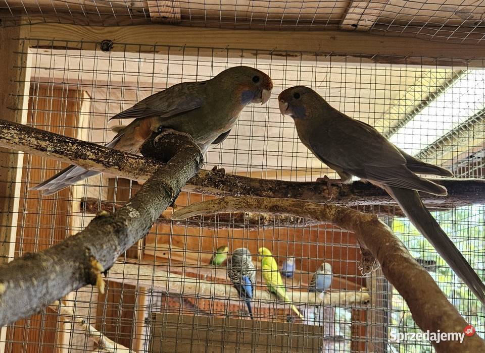 Sprzedam papugi Rozele Królewskie 2025r wielkopolskie Rostarzewo