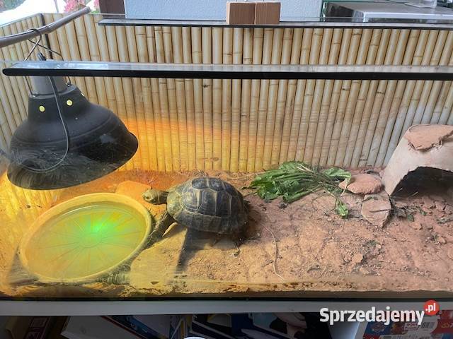 SPRZEDAM ŻÓŁWIA LĄDOWEGO Grodzisk Mazowiecki