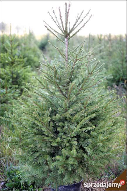 Choinki Świerk JodłaOzdobychoinki ręcznie Siedlce