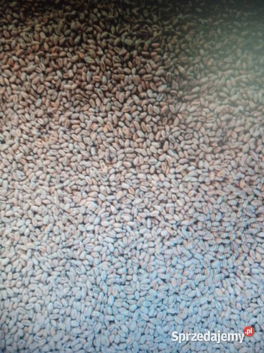 pszenica metronom 2024 Bielsk Podlaski