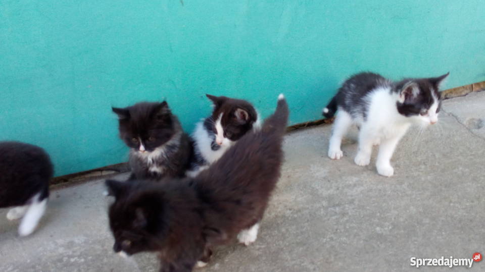 oddam małe kotki małą odpłatnością