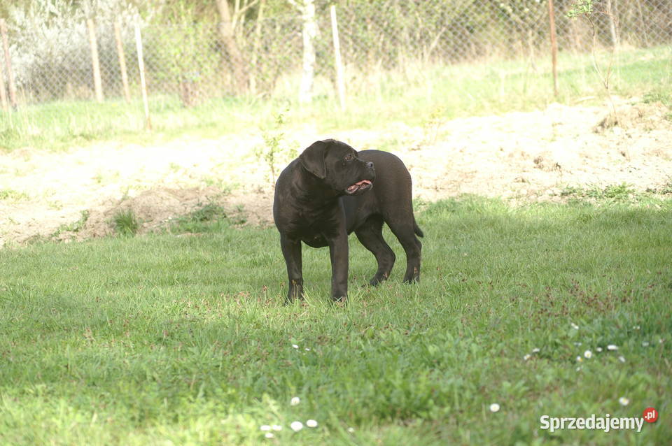 Cane Corso szczeniaki zagraniczne krycie ładna Cane Corso