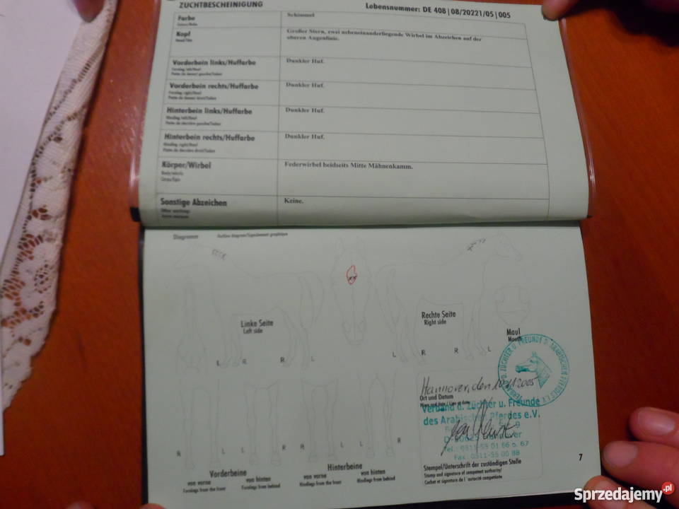 Sprzedam Klacz Arabską z niemieckim pochodzeniem Zatom Stary