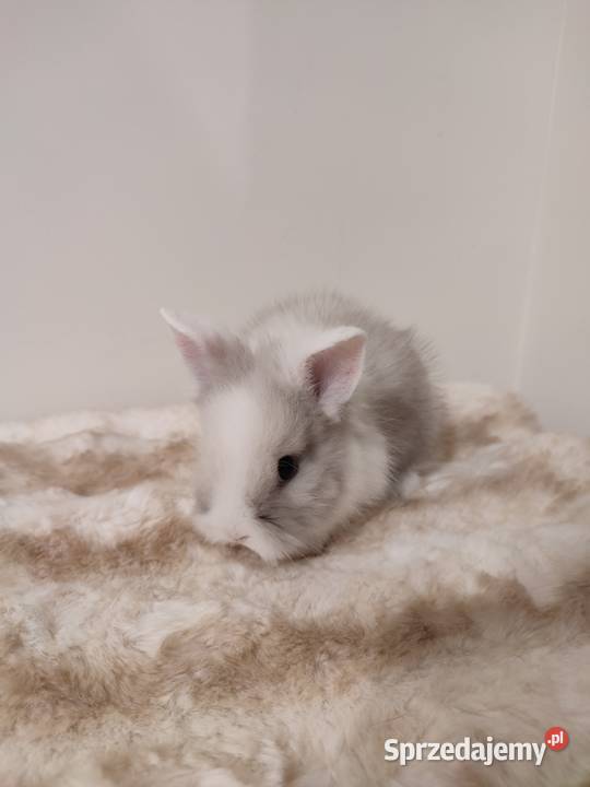 Królik miniaturka śląskie Dąbrowa Górnicza