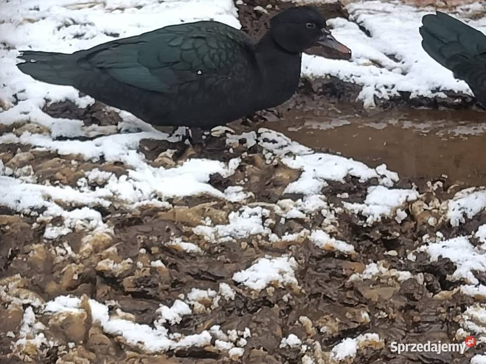 Kaczki piżmowe pisklęta pomorskie Rytel