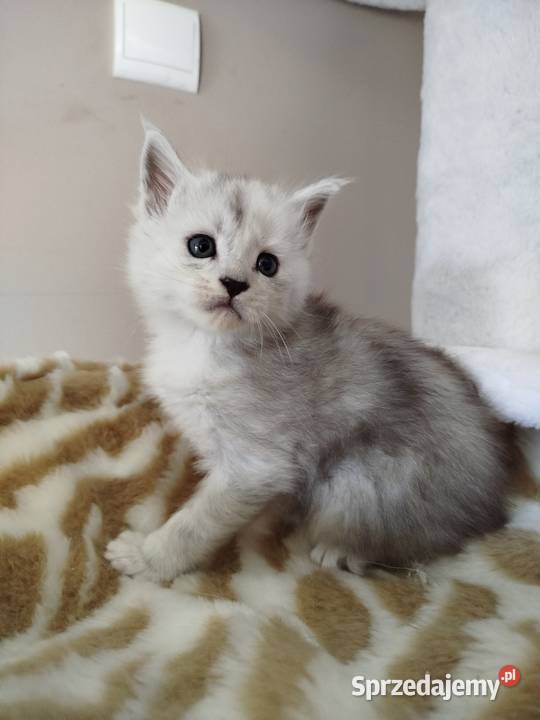 Jaskier kocur Maine Coon