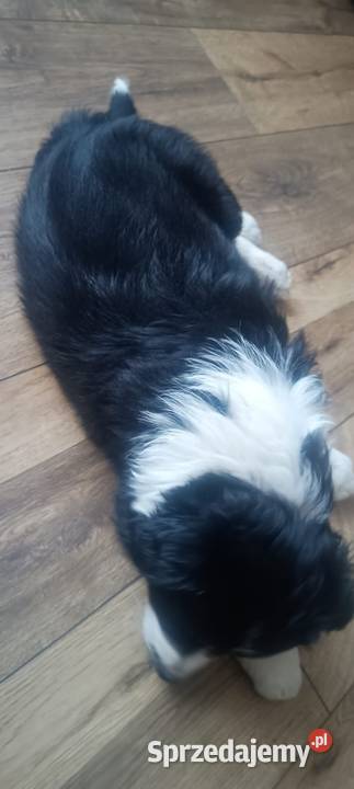 Border collie Stankowo