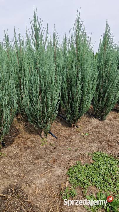 Jałowiec skalny Juniperus scop BLUE ARROW 140160 Mogielnica