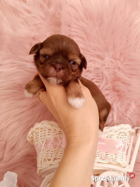 Czekoladowa suczka rasy ShihTzu Namysłów