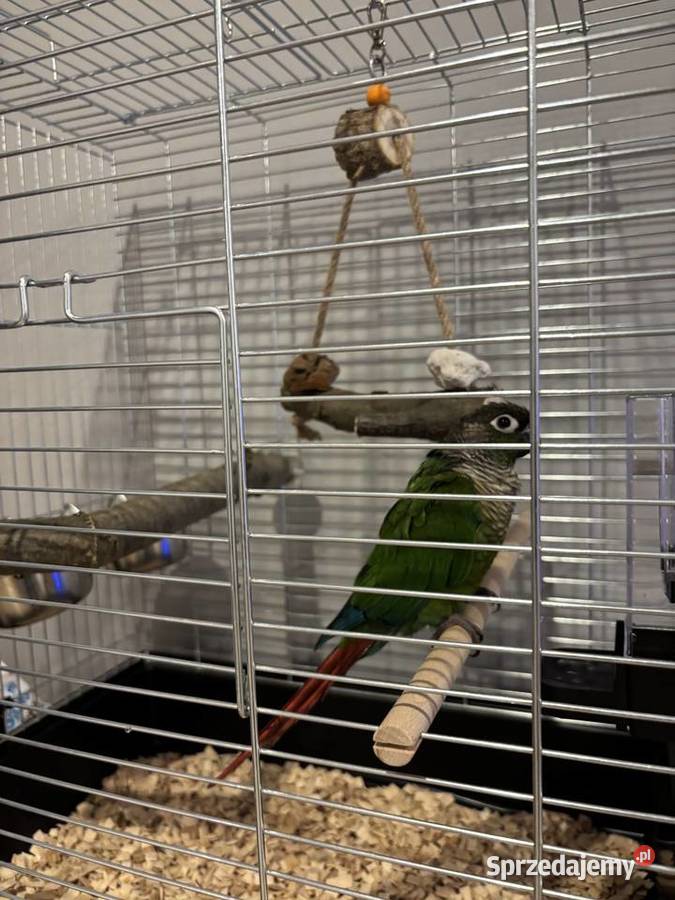 Papuga Rudosterka Warszawa