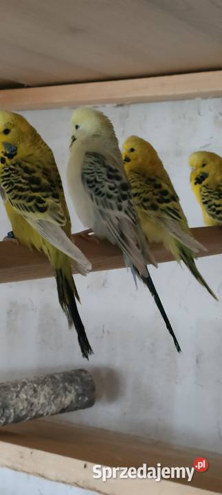 Sprzedam nimfy i faliste Ptaki Mielec