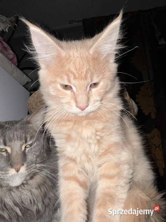 kocurek i kotka Maine Coon Starogard Gdański sprzedam