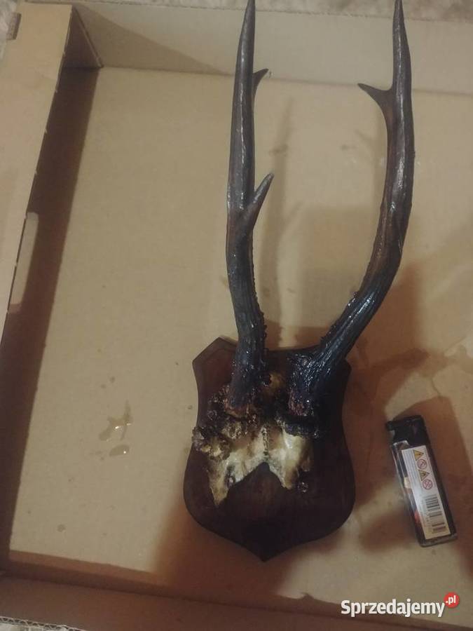 Poroże Antyki, Sztuka, Kolekcje