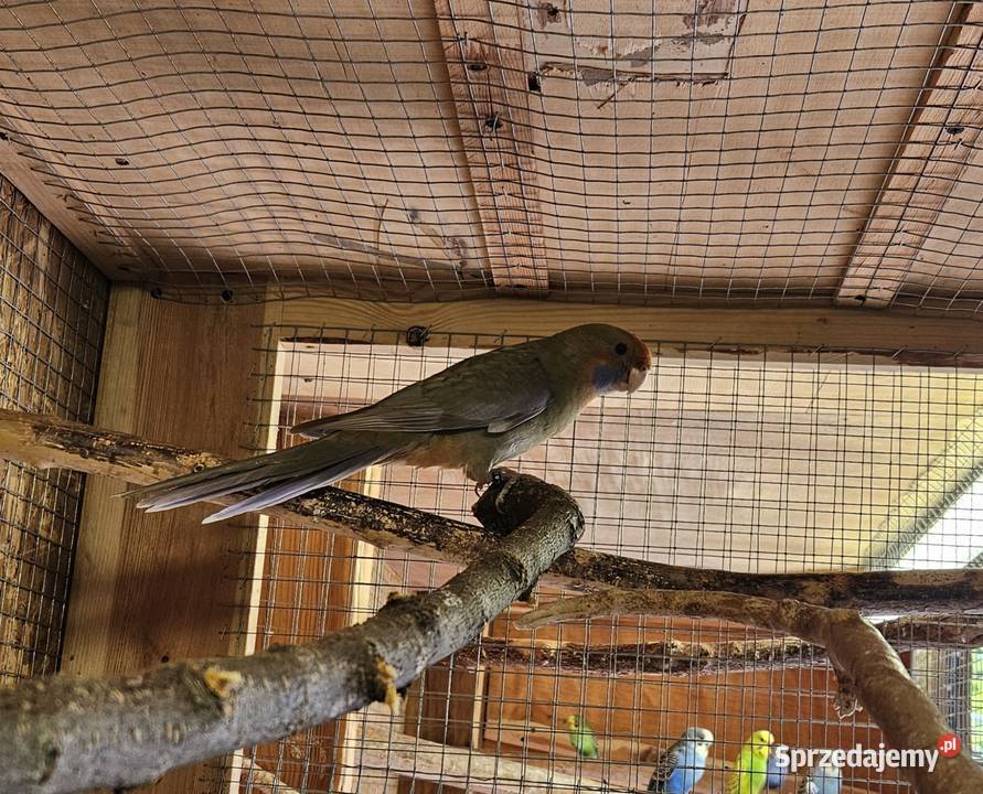 Sprzedam papugi Rozele Królewskie 2025r Rostarzewo