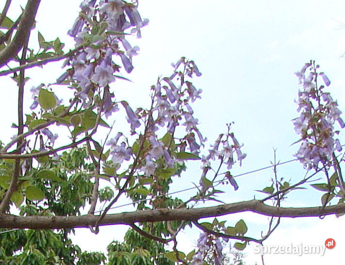 Paulownia nasiona 8001000 Cesarskie drzewko