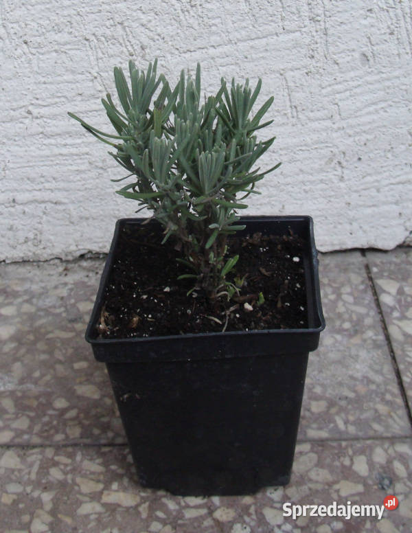 LAWENDA WĄSKOLISTNA Różowa sadzonki w doniczkach Ustronie