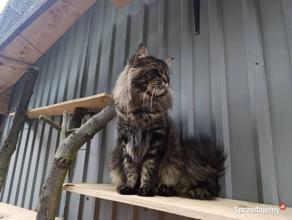 Koteczka Maine Coon Krasnystaw