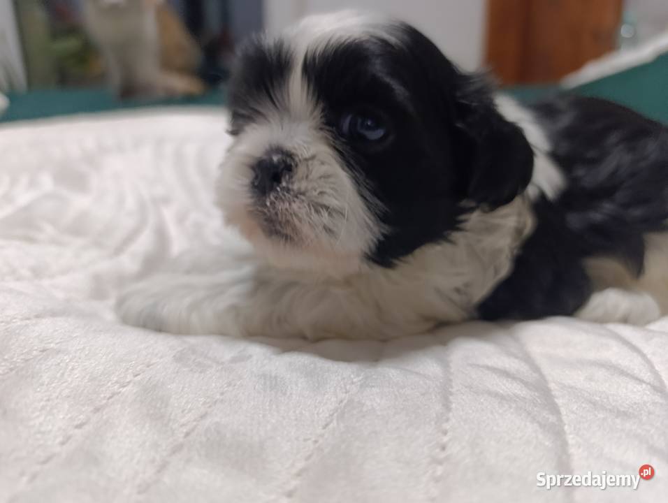 Shih tzu rodowód Wieluń