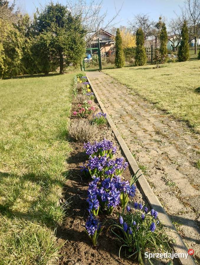 Sprzedam Działka ROD Sprzedaż