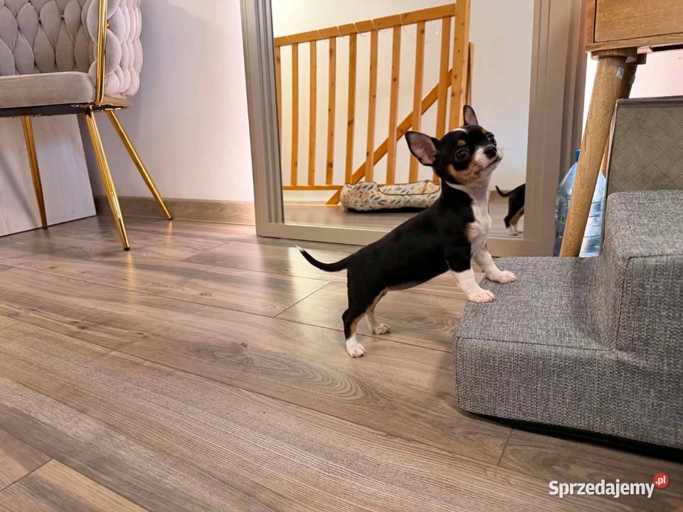Sprzedam pieska chihuahua Psy mazowieckie