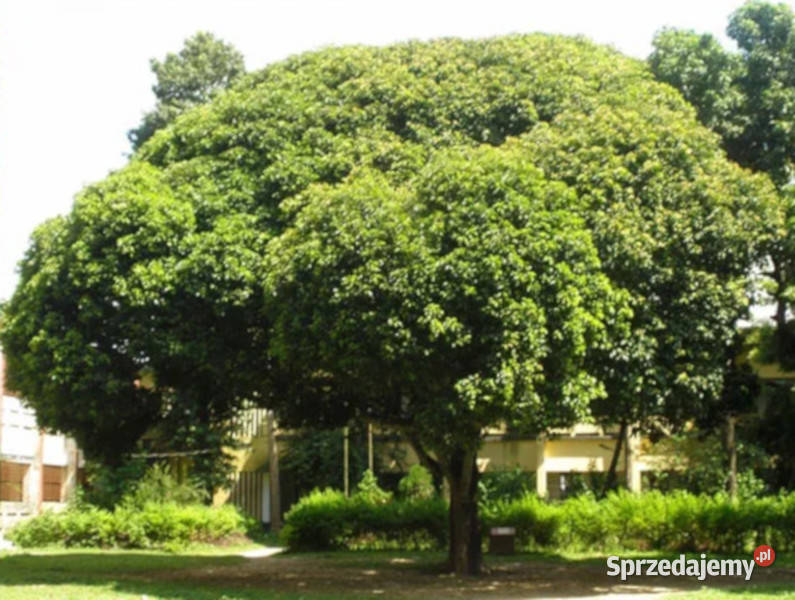 MANILKARA HEXENDRA Manilkara hexandra NASIONA Nasiona Lubanie