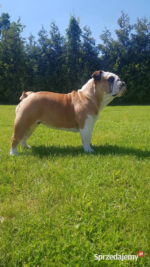 Buldog angielski FCI sprzedam