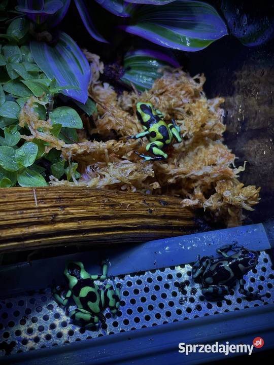 Terrarium z żabami Dendrobates Auratus mazowieckie Warszawa