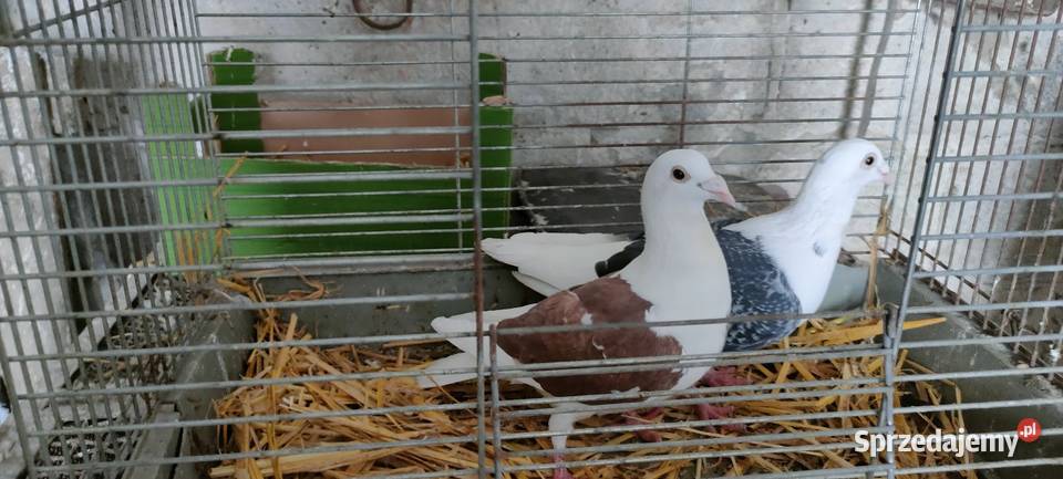 Golembie pocztowe lubelskie Tokarówka sprzedam