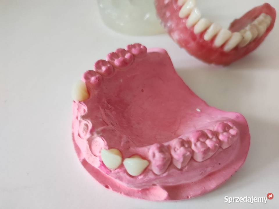 modele zęby szczęki żuchwy dentystyczne Zdrowie i Uroda Kielce sprzedam