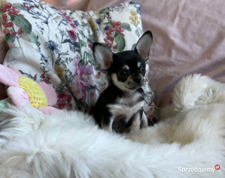CHIHUAHUA PIĘKNA DROBNIUTKA SUNIA Łódź