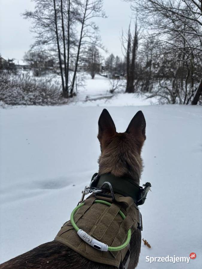 Suka Owczarek Belgijski Lublin