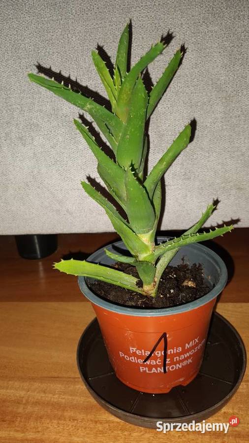 Aloes zielony wysokość 23 1 Warszawa