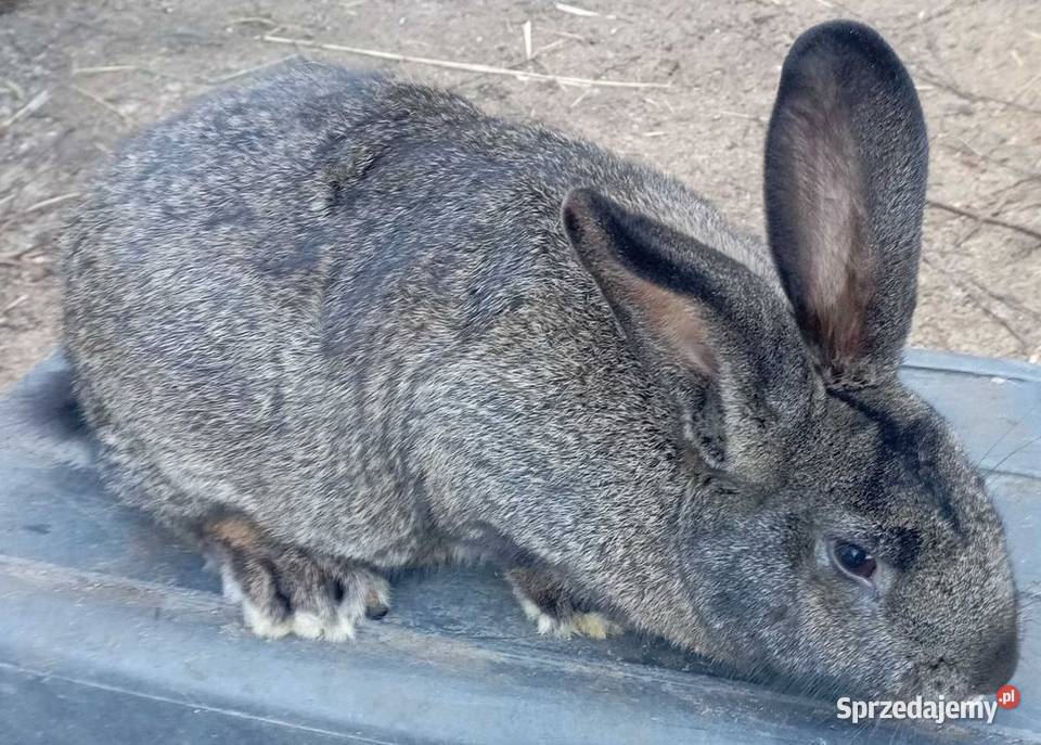 Samiec królika Gryzonie Koźmin Wielkopolski sprzedam