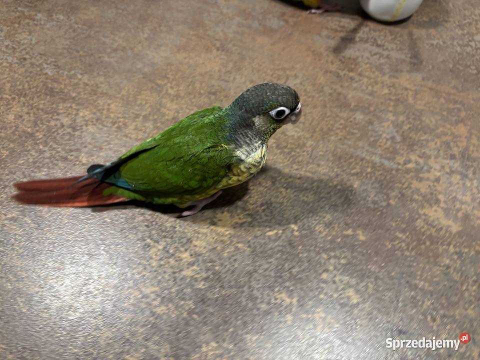 Rudosterki Zielonolice ręcznie karmione oswojone Gorzyce Wielkie sprzedam