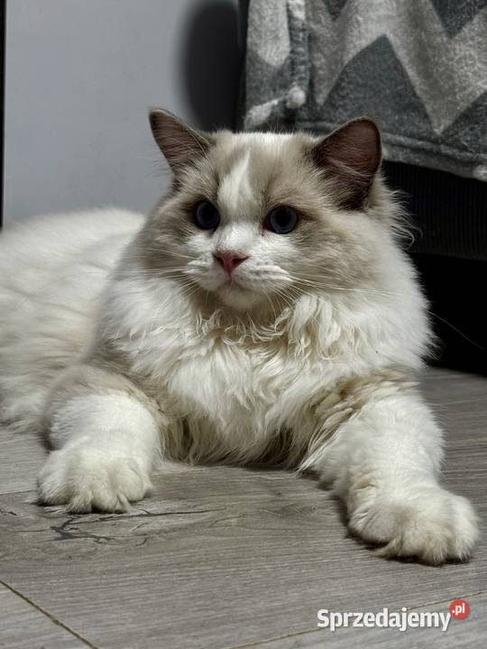 FPL kocur RAGDOLL blue bicolour Poręba